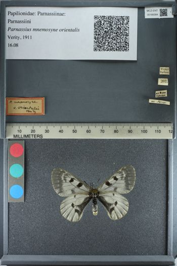 Media type: image;   Entomology 180084